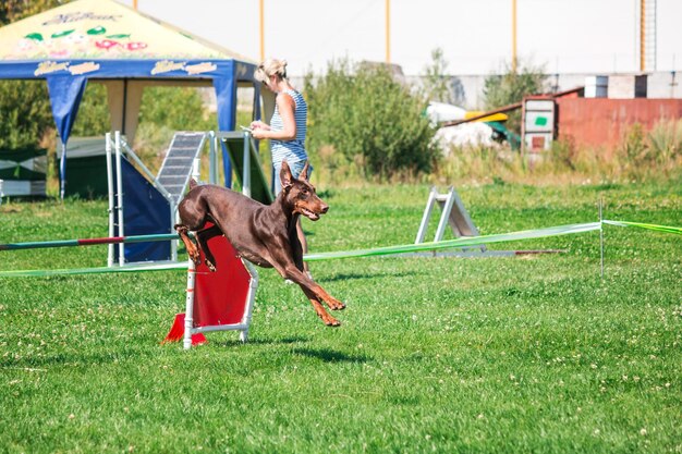 Cão na competição de agilidade criada no parque gramado verde