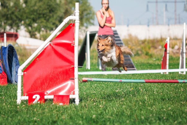 Cão na competição de agilidade criada no parque gramado verde