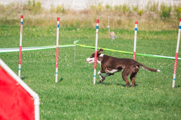 Cão na competição de agilidade criada no parque gramado verde