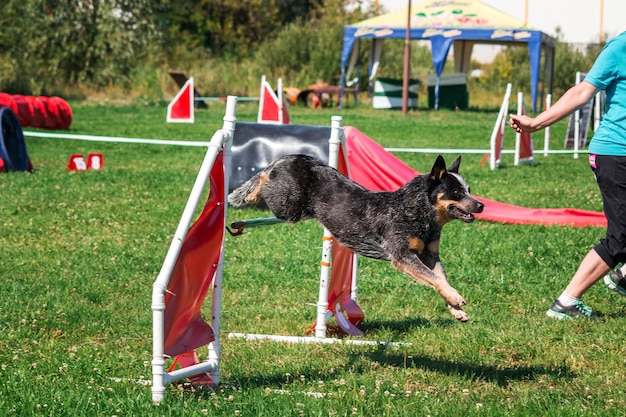 Cão na competição de agilidade criada no parque gramado verde
