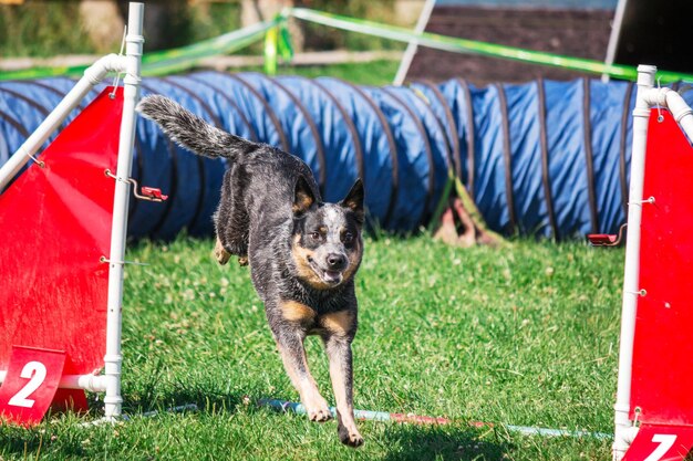 Foto cão na competição de agilidade criada no parque gramado verde