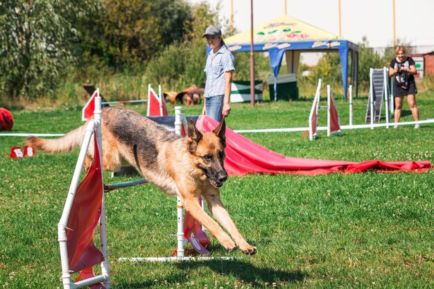 Foto cão na competição de agilidade criada no parque gramado verde