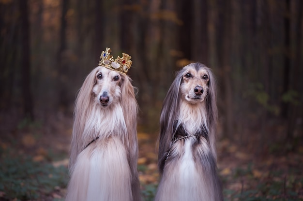 Cão na coroa, galgos afegãos em um fundo natural.