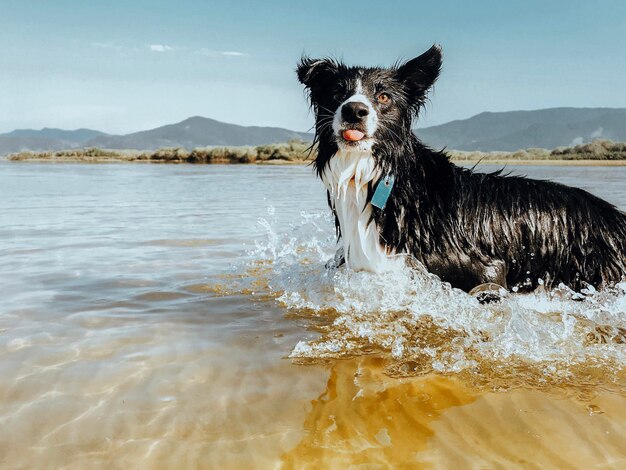 Foto cão na costa molhada mostrando a língua sorridente