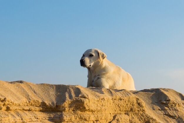 Cão na duna de areia