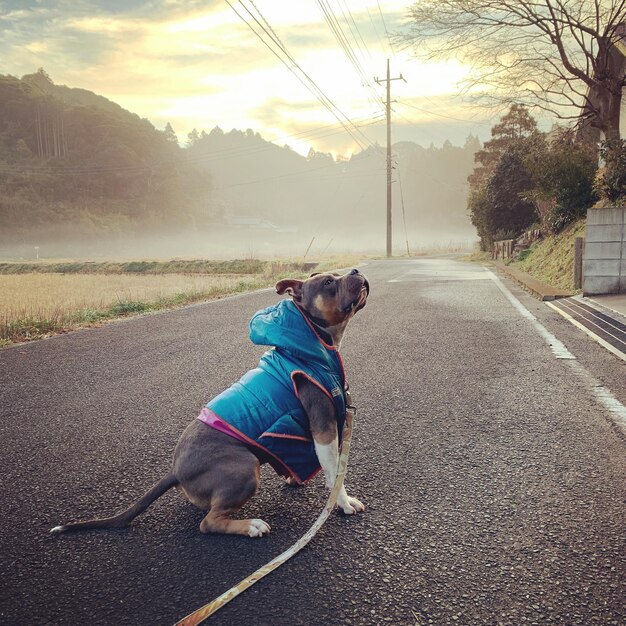 Foto cão na estrada