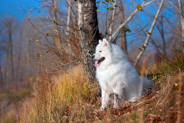 Cão na floresta de outono. folhas amareladas no chão. raça de cachorro samoieda