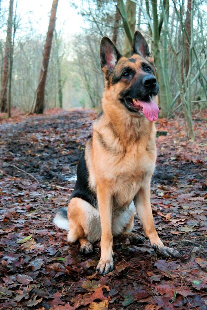 Foto cão na floresta