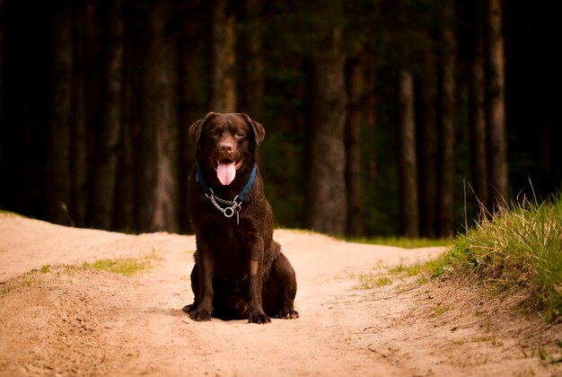 Cão na floresta