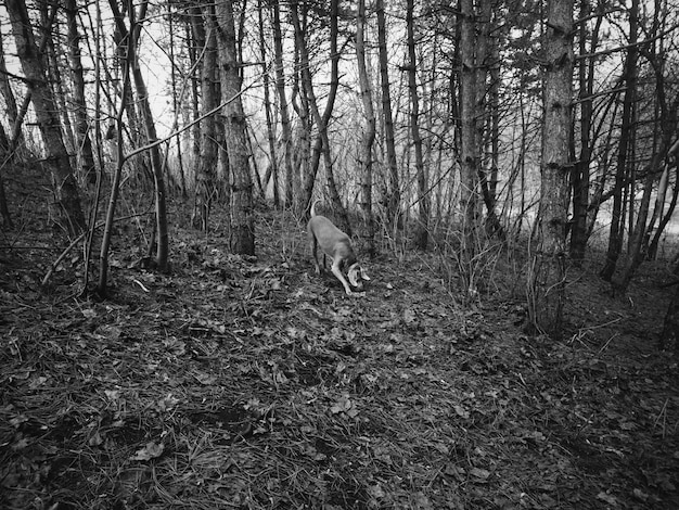 Foto cão na floresta