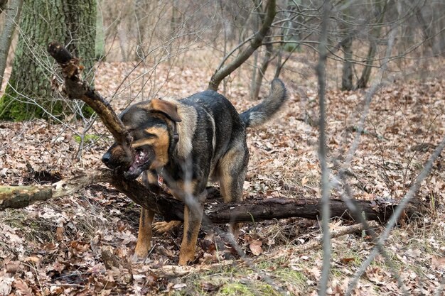 Cão na floresta