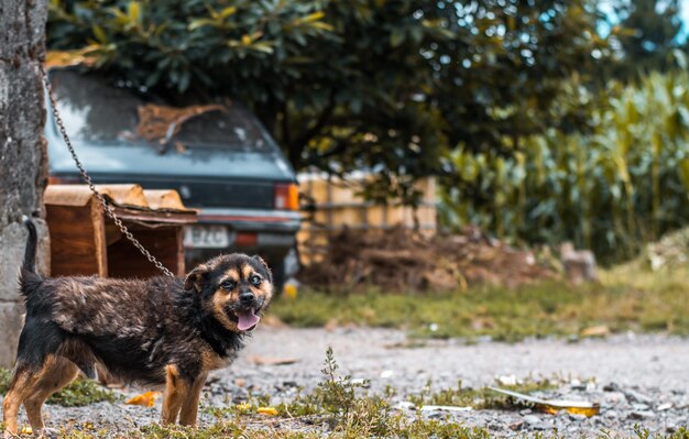 Foto cão na grama