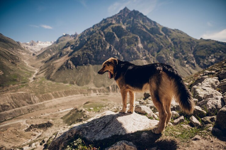 Foto cão na montanha