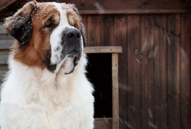 Cão na neve no inverno