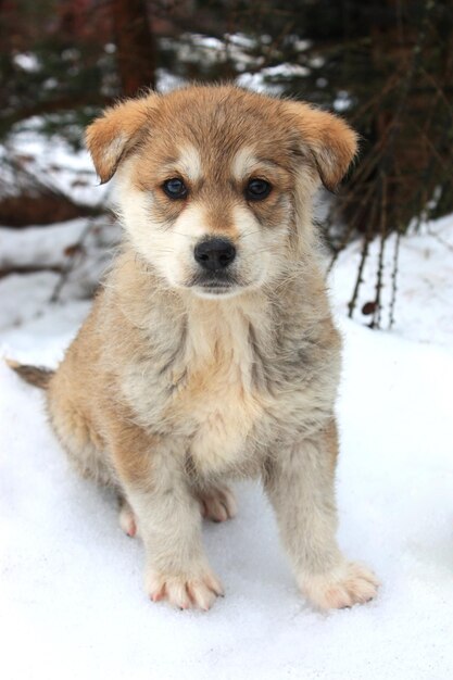 Cão na neve