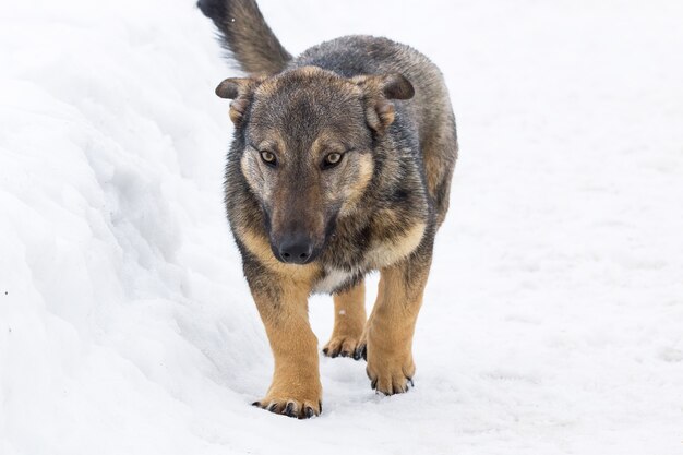 Cão na neve