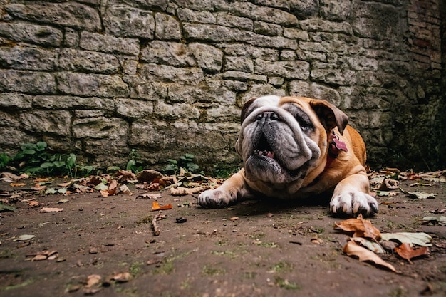 Cão na parede de pedra