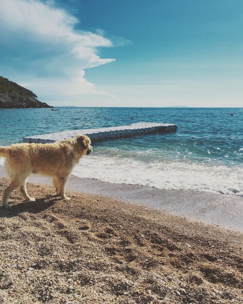 Foto cão na praia contra o céu