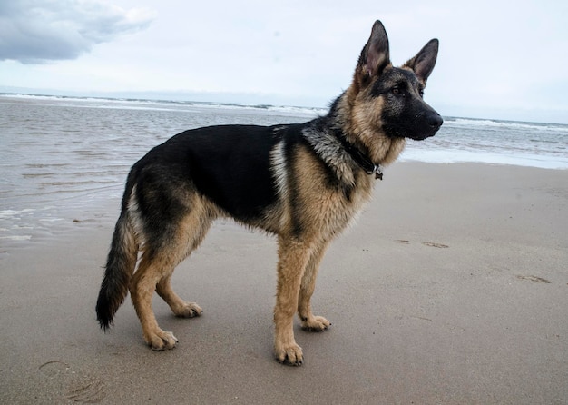 Cão na praia contra o céu