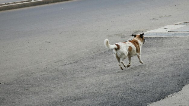 Cão na praia .