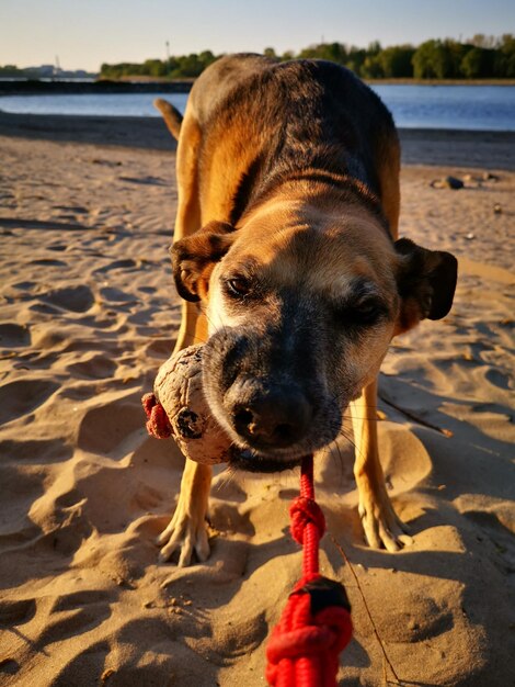 Foto cão na praia .