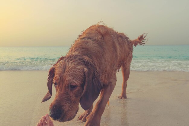 Foto cão na praia