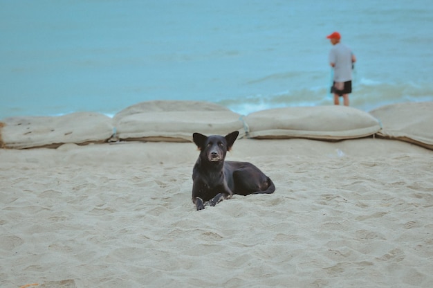 Foto cão na praia