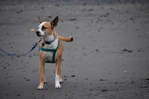 Foto cão na praia