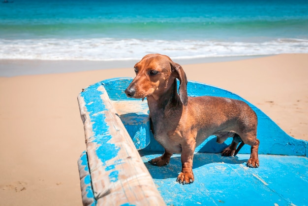 Cão na praia