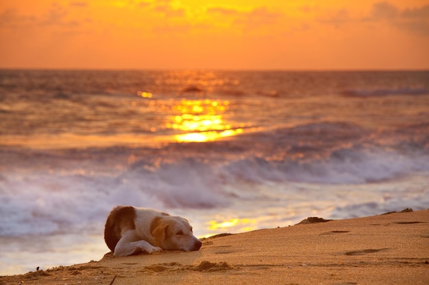 Cão na praia