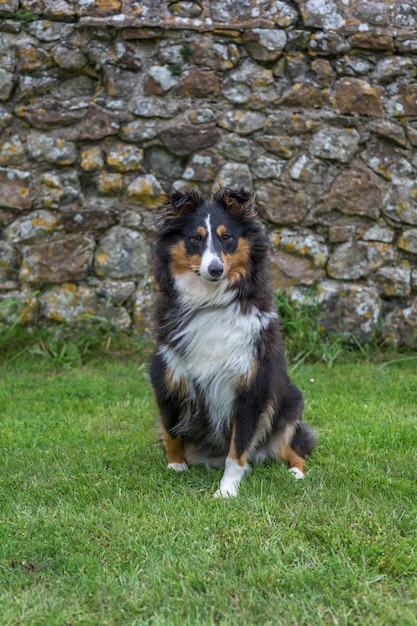 Foto cão na relva