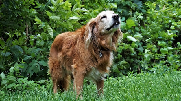 Foto cão na relva