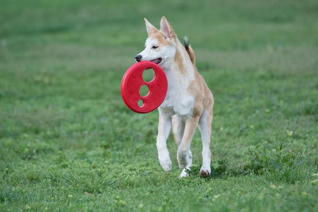 Foto cão na relva