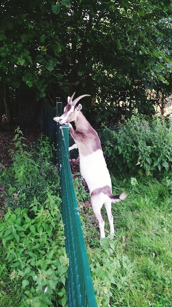 Foto cão na relva