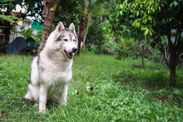 Cão na relva