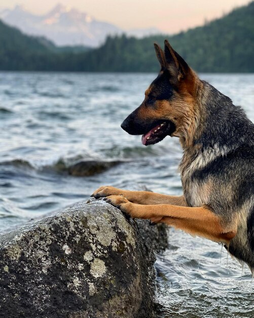 Foto cão na rocha à beira do lago