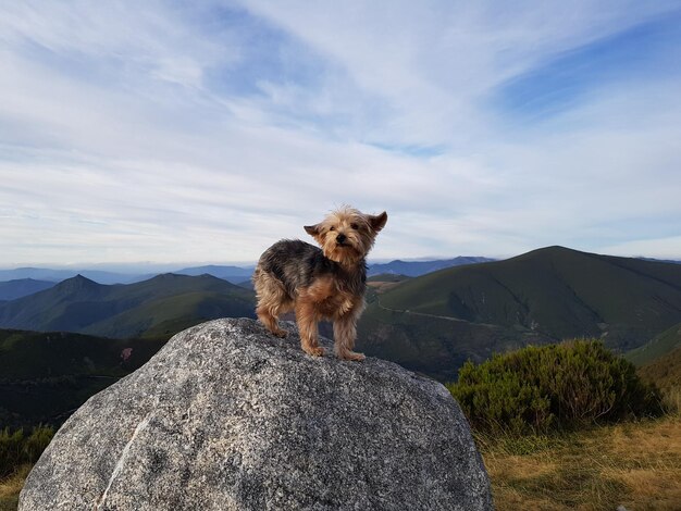 Foto cão na rocha contra o céu