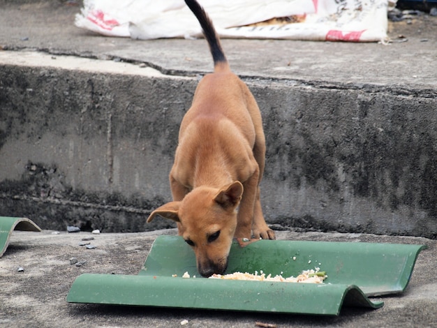 Cão nativo comendo sua comida