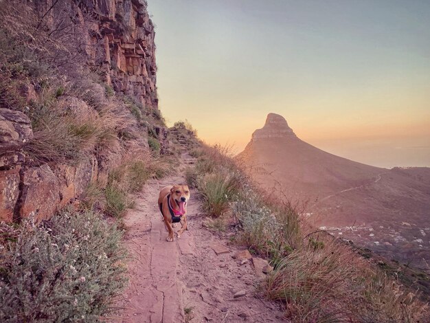 Cão no caminho da montanha contra o céu durante o pôr do sol
