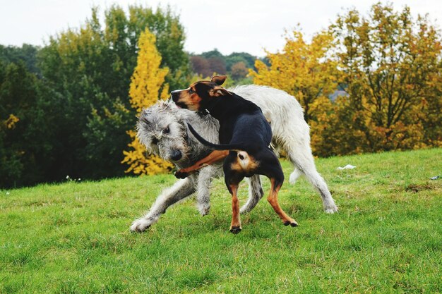 Cão no campo contra as árvores