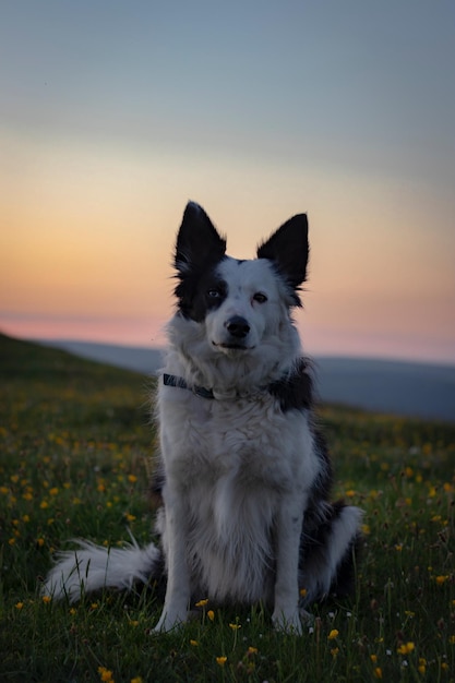 Cão no campo contra o céu durante o pôr do sol