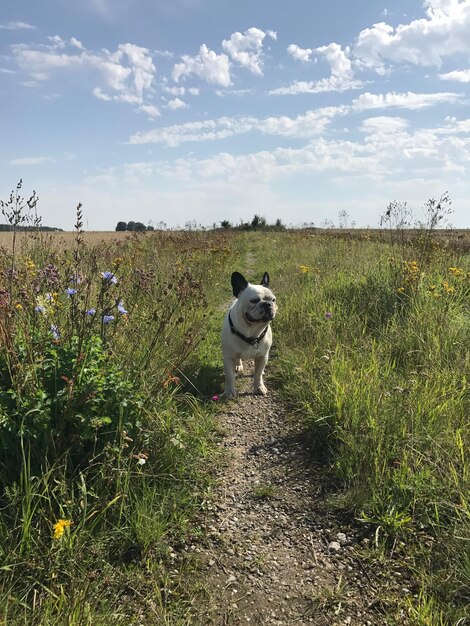 Foto cão no campo contra o céu