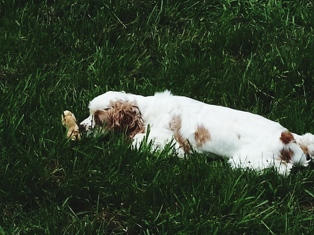 Cão no campo gramado