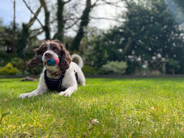 Cão no campo gramado