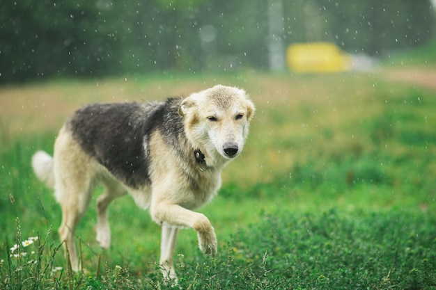 Cão no campo na chuva