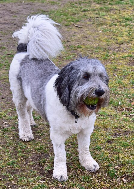 Foto cão no campo