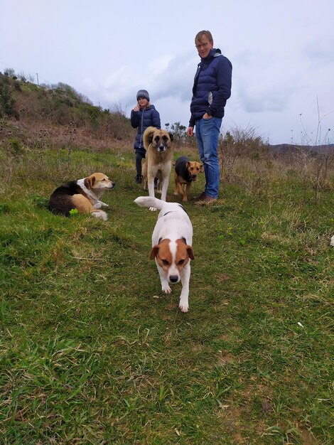 Foto cão no campo