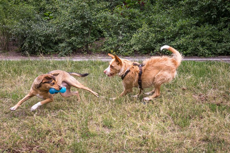 Foto cão no campo