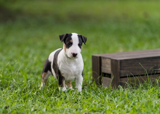 Cão no campo