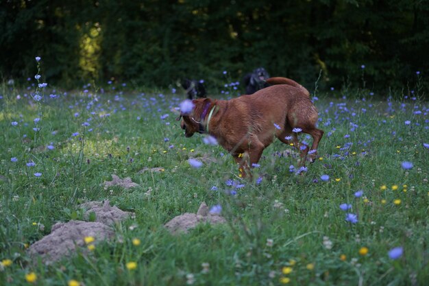 Foto cão no campo